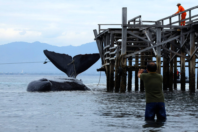 Warga melihat seekor Paus Sperma (physeter macrocephalus) terdampar di Pantai Warudoyong, Bulusan, Banyuwangi, Jawa Timur, Senin (1/8/2022).  Foto: Budi Candra Setya/ANTARA FOTO