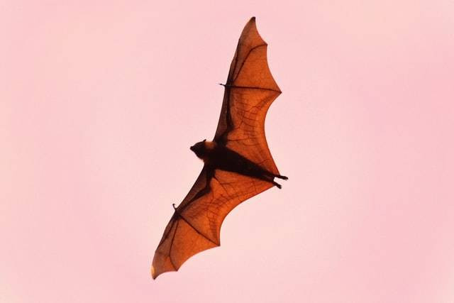 Ilustrasi pertanyaan TTS bahasa Inggris kelelawar, sumber foto Jeremy Bezanger on Unsplash