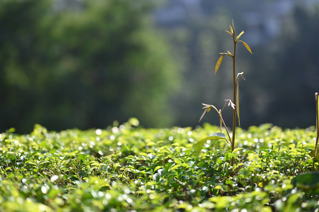 Kebun Teh di Puncak, Foto: Unsplash/ochimax studio 