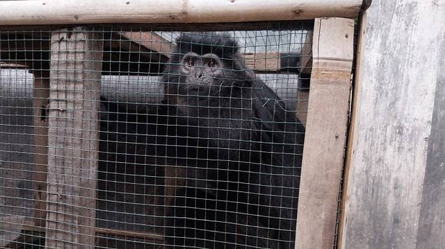 Lutung Jawa atau Surili yang ditangkap dari rumah warga, kini diserahkan oleh Damkar Kabupaten cirebon Jawa Barat ke BKSDA.(Juan)