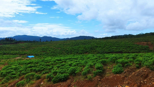 Reklamasi lahan bekas tambang PT Vale Indonesia di Blok Sorowako. Foto: Angga Sukmawijaya/kumparan