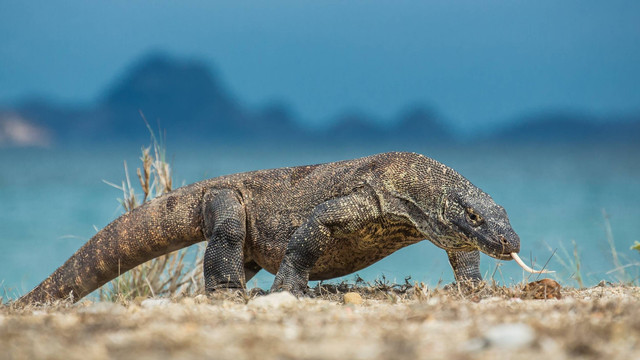 Ilustrasi komodo. Foto: Rostislav Stach/Shutterstock