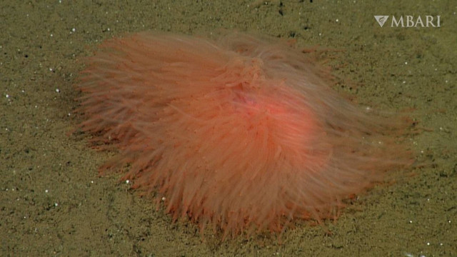 Cacing spageti (spaghetti worm). Foto: MBARI