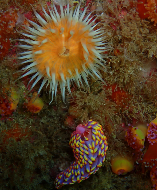 Siput laut pelangi super langka ditemukan di perairan Inggris. Foto: Allen Murray/Cornwall Wildlife Trust (CWT)