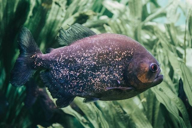 Jenis ikan piranha. Sumber: unsplash.com