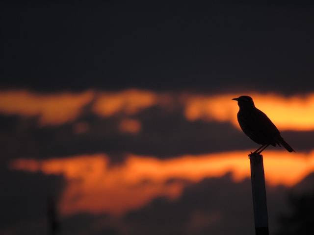 Ilustrasi burung jalak. Foto: unsplash.com/techninja42