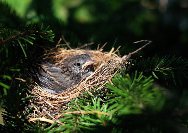 https://unsplash.com/@benmullins - perbedaan ciblek jantan dan betina bagi kolektor burung