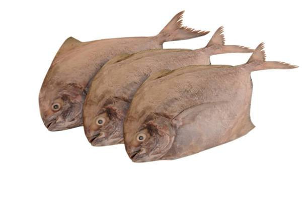 Pakan Ikan Bawal, Foto: Unsplash.