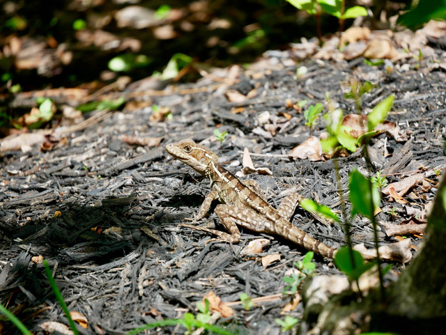 Bagaimana cara mengusir cicak? Foto: Unsplash