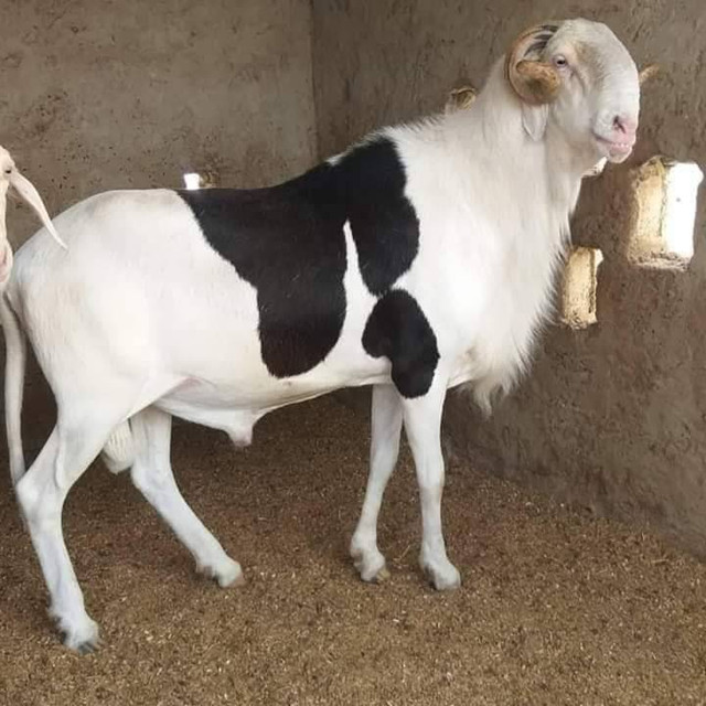 Domba ladoum. (Foto: Biggest Bulls Of The World/Facebook)