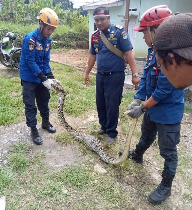 Petugas Damkar Mamuju menangkap ular piton sepanjang 3 meter yang memangsa ayam milik warga. Foto: Dok. Istimewa