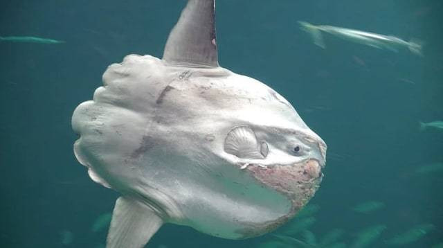 Ikan mola-mola. Foto: pikist