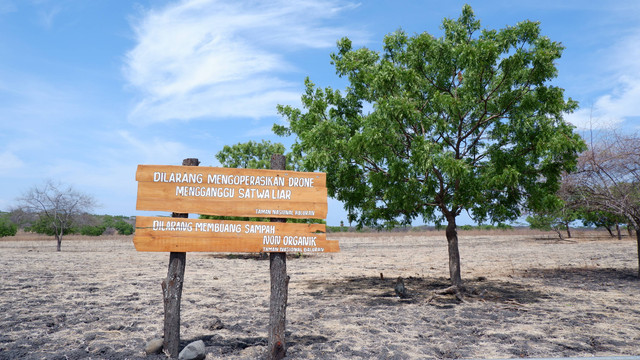 Hotel Dekat Taman Nasional Baluran, Foto/Unsplash/Pandarekuwa
