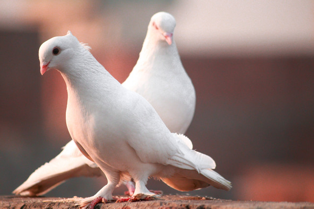 https://unsplash.com/@ali_alipli - nama burung merpati yang bagus
