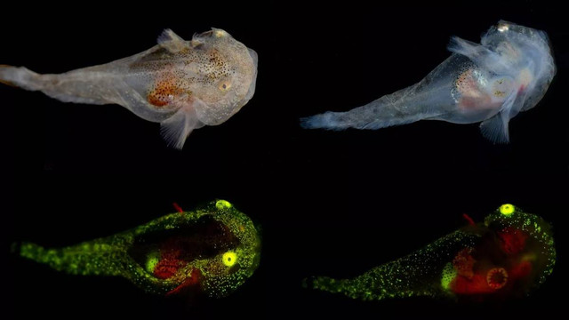 Spesies ikan siput Liparis gibbus, punya kemampuan bercahaya dan dilengkapi dengan protein anti beku. Foto: John Sparks dan David Gruber