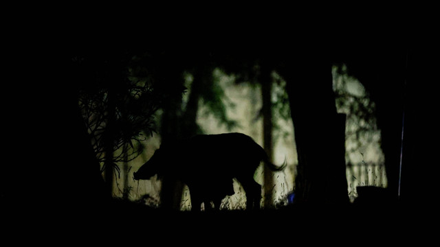 Siluet babi hutan di antara pepohonan di taman alam Collserola di Barcelona, Spanyol. Foto: Albert Gea/REUTERS