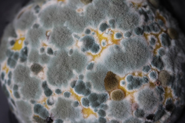 Kurap merupakan infeksi jamur yang terjadi pada kulit. Foto: Unsplash