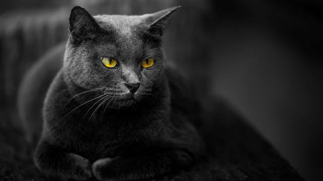 Ilustrasi kucing hitam. Foto: Ekachai prasertkaew/Shutterstock