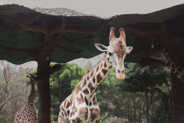Cara ke Taman Safari Naik Angkot dari Stasiun Bogor, Foto: Unsplash/Abby Lim