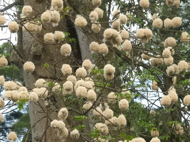 Serat-serat kapuk yang siap diterbangkan angin. Foto : Melani K. Riswati