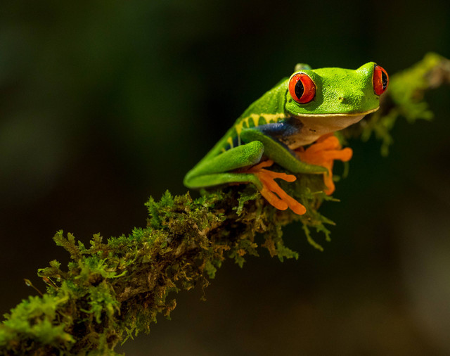 Ilustrasi katak. Foto: Unsplash