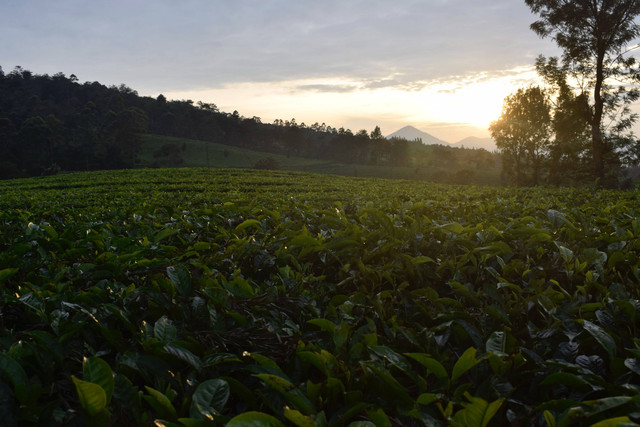 Lembang view on rekomendasi resort di Lembang untuk keluarga, Photo by Faisal/Unsplash
