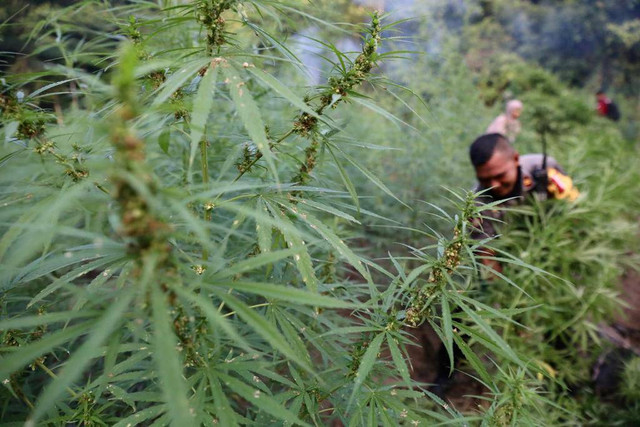 Ladang ganja di Aceh. Foto: Suparta/acehkini