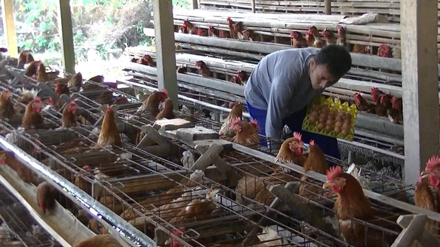 Peternak di Desa Danurejo, Kecamatan Kedu, Kabupaten Temanggung memanen telur di kandang ayam miliknya. Foto: ari/Tugu Jogja