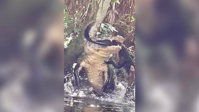 Kanibalisme ketika seekor aligator menyantap buaya. Foto: Facebook/@Tammy Shaw