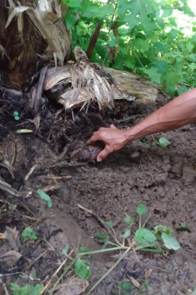 Granat nanas diduga peninggalan masa konflik ditemukan warga Desa Lueng Baro, Kecamatan Suka Makmue, Nagan Raya, Senin (29/8). Foto: Batalyon C Pelopor Satbrimob Polda Aceh
