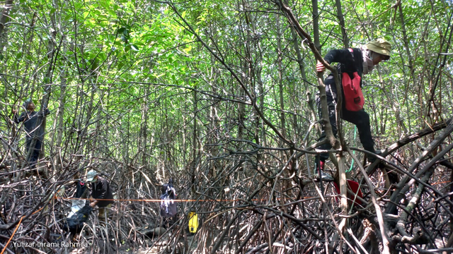Mangrove measurement (personal documentation)