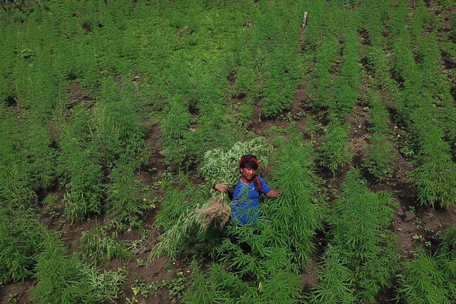 Ladang ganja di Aceh. Foto: Abdul Hadi/acehkini