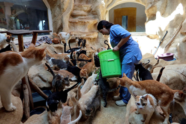 Ilustrasi penampungan kucing. Foto: Jihed Abidellaoui/REUTERS