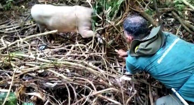 Tim BKSDA Sultra saat melepaskan babi rusa yang terkena jerat pemburu. Foto: Dok BKSDA Sultra.
