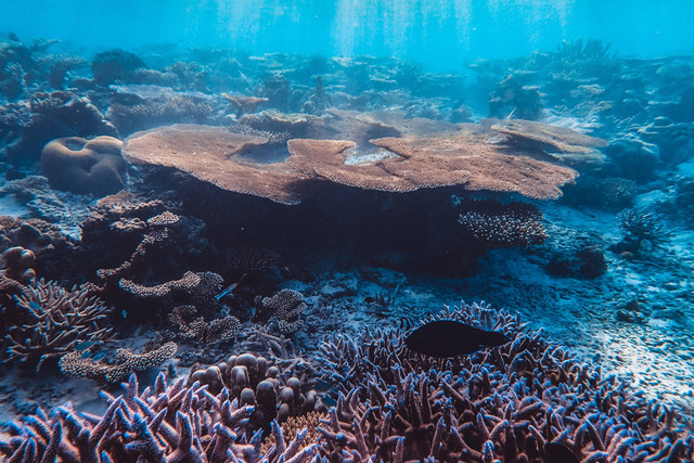 Foto oleh wewe yang: https://www.pexels.com/id-id/foto/alam-ikan-karang-di-bawah-air-4795197/