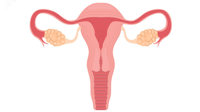 Ilustrasi organ reproduksi wanita. Foto: diluck/Shutterstock