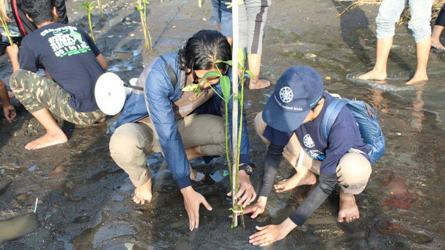 Aksi penanaman mangrove di Pantai Baros, Kabupaten Bantul, Yogyakarta