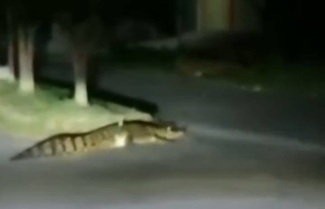 Penampakan buaya yang dikejar BKSDA Sultra di Kecamatan Katobu, Muna. Foto: Istimewa