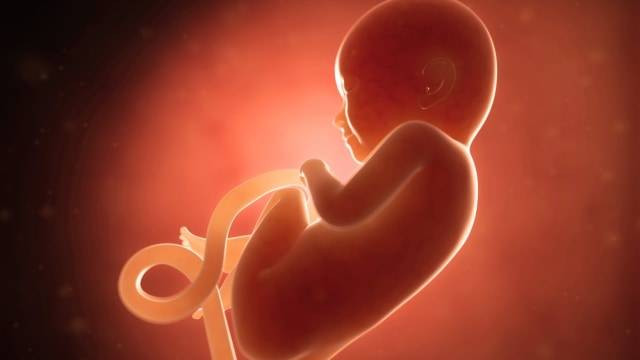 Ilustrasi janin dalam kandungan. Foto: shutterstock