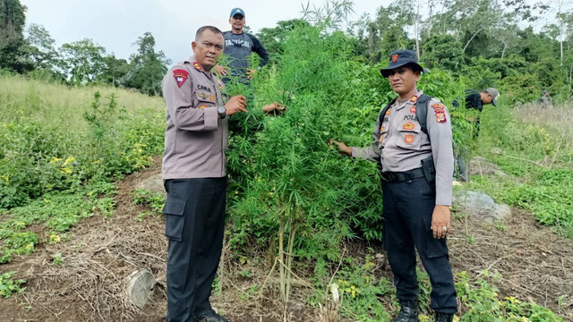 Pemusnahan ladang oleh Polres Aceh Besar, di Desa Maheng, Kecamatan Kuta Cot Glie, Aceh Besar, Jumat (2/9/2022). Foto: Dok. Istimewa
