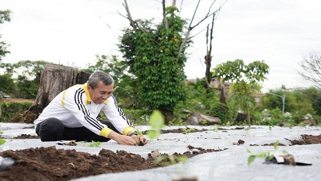 Gubernur Riau, Syamsuar, menanam bibit cabai (Foto: Istimewa)