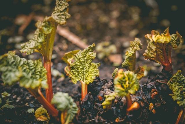 Ilustrasi pengertian dan contoh tunas pada tumbuhan, sumber foto Rob Wicks on Unsplash