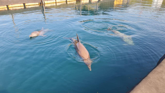 Tiga lumba-lumba yang dilepasliarkan di laut Taman nasioanl Bali Barat - IST