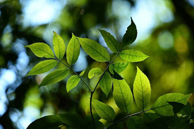 Ilustrasi fotosintesis. Foto: Pixabay