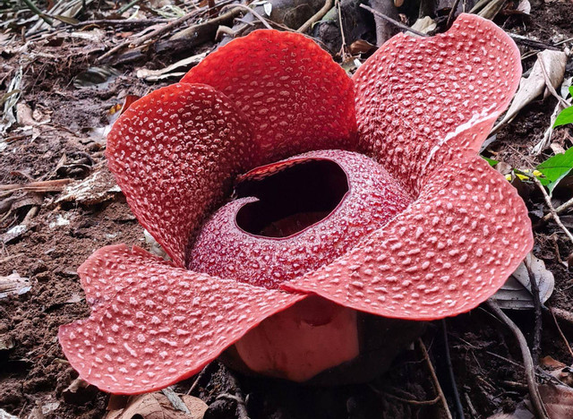 Rafflesia Arnoldii di Rhino Camp TNBBS, Lampung | Foto: Petugas TNBBS