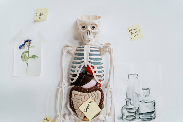 Ilustrasi Organ Tubuh Manusia. Sumber: Pexels.com/MART PRODUCTION