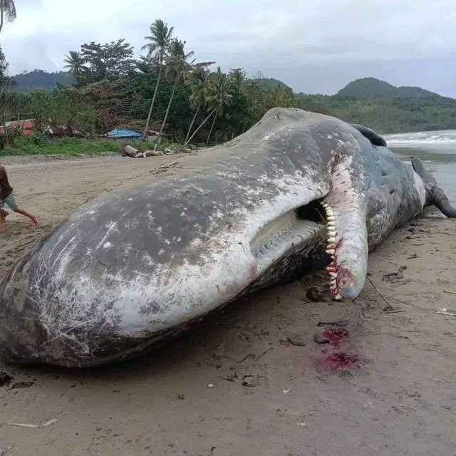 Paus sperma terdampar di Pulau Buru, Maluku, Minggu (4/9/2022). Foto: Dok. Istimewa