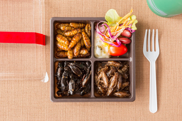 Ilustrasi makanan berbahan serangga. Foto: Shutterstock