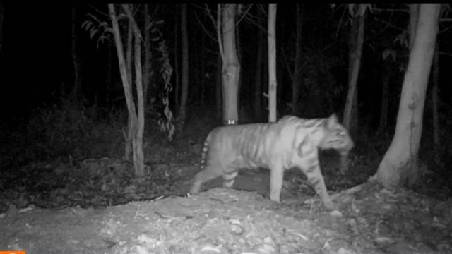 Kemunculan harimau di sekitar lokasi karyawan diterkam terekam kamera trap (Dok BBKSDA Riau)