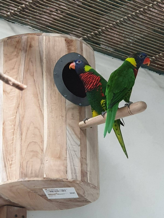 Burung paruh bengkok dok. BRIN